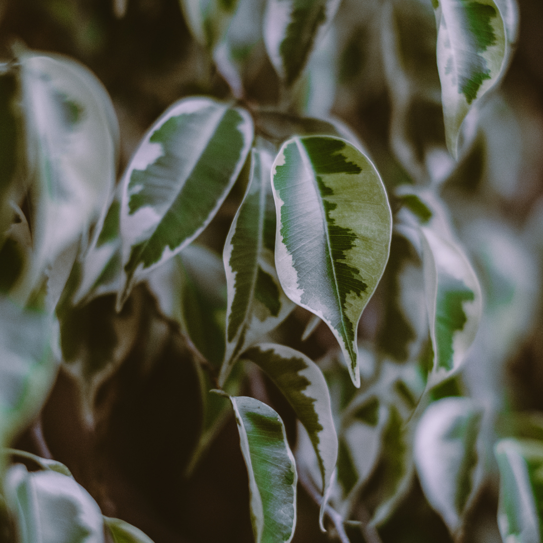 plantas para principantes, plantas de fácil cuidado, plantas para torpes, cómo cuidar las plantas, av lifestyle, blog bienestar, cómo conectar con la naturaleza