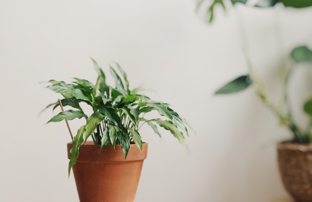 plantas para principantes, plantas de fácil cuidado, plantas para torpes, cómo cuidar las plantas, av lifestyle, blog bienestar, cómo conectar con la naturaleza