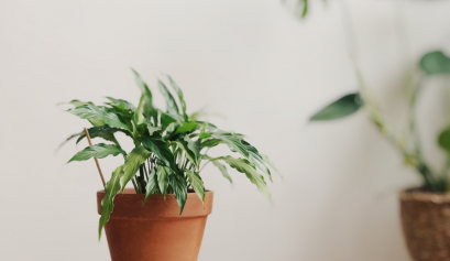 plantas para principantes, plantas de fácil cuidado, plantas para torpes, cómo cuidar las plantas, av lifestyle, blog bienestar, cómo conectar con la naturaleza