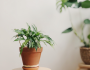 plantas para principantes, plantas de fácil cuidado, plantas para torpes, cómo cuidar las plantas, av lifestyle, blog bienestar, cómo conectar con la naturaleza
