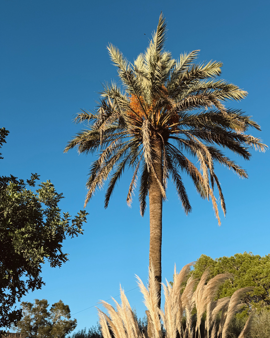 restaurant es figueral, menú de arroz es figueral, dónde comer arroz en mallorca, restaurantes mallorca, mallorca restaurants, planes en mallorca, qué hacer en mallorca