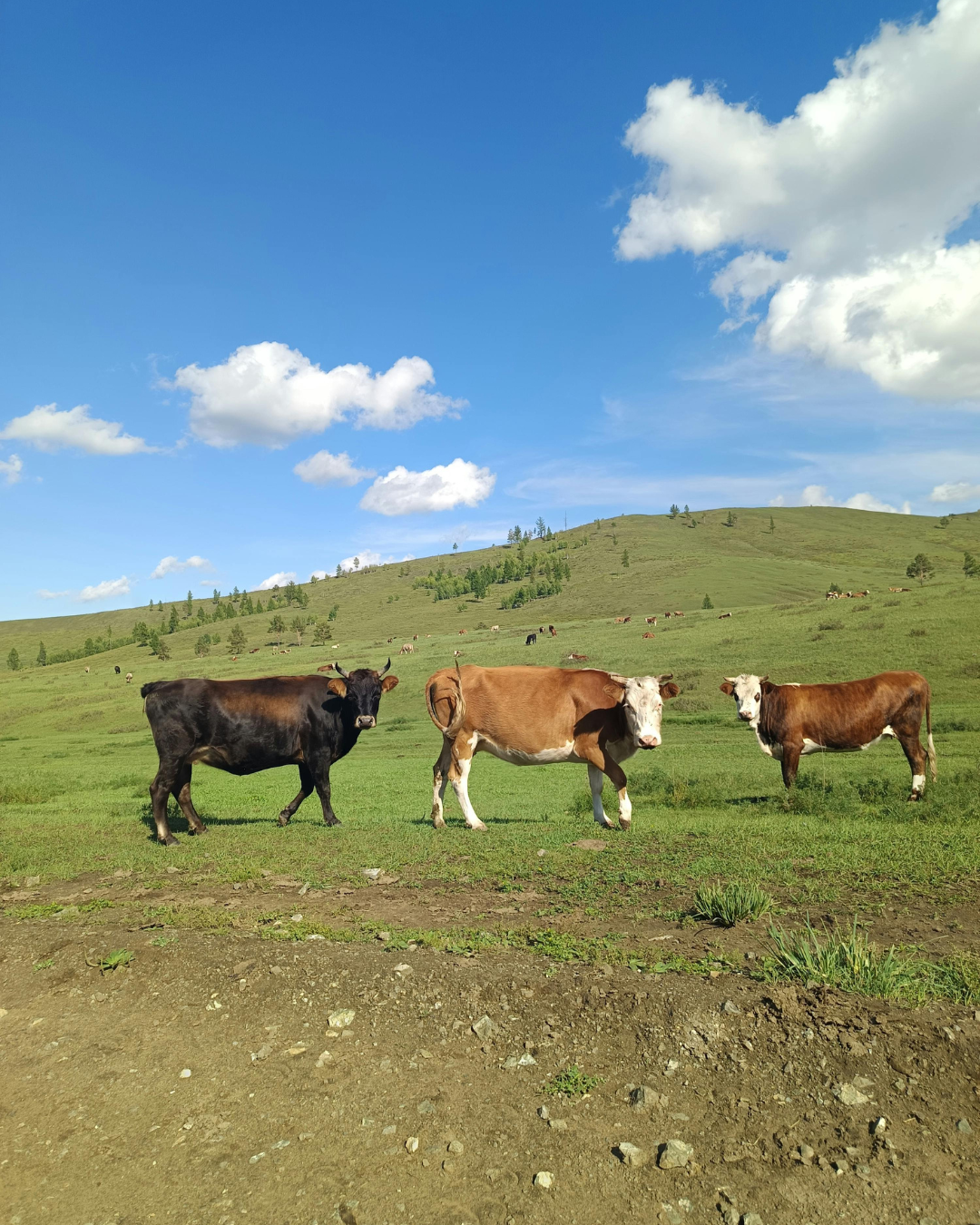 dónde comprar proteína whey, naked nutrition, naked whey, whey protein, whey protein powder, grass fed whey protein, organic whey protein, vanilla whey protein powder, proteína whey